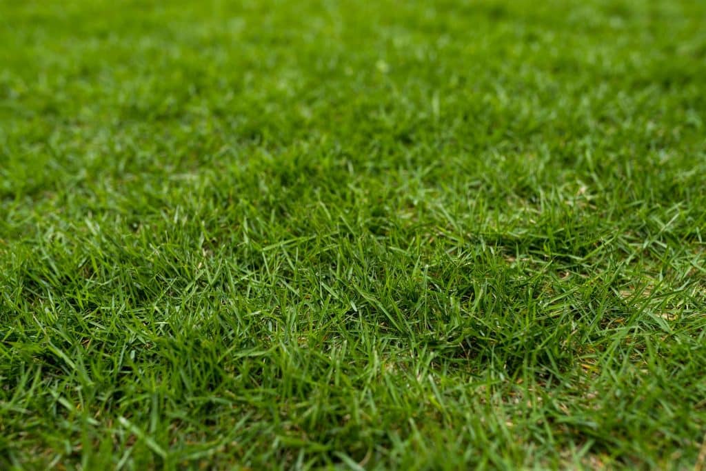 green-lawn-on-ground