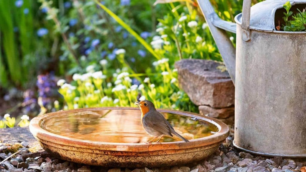 robin-drinks-terroctta-saucer-bird-bath-garden-alamy