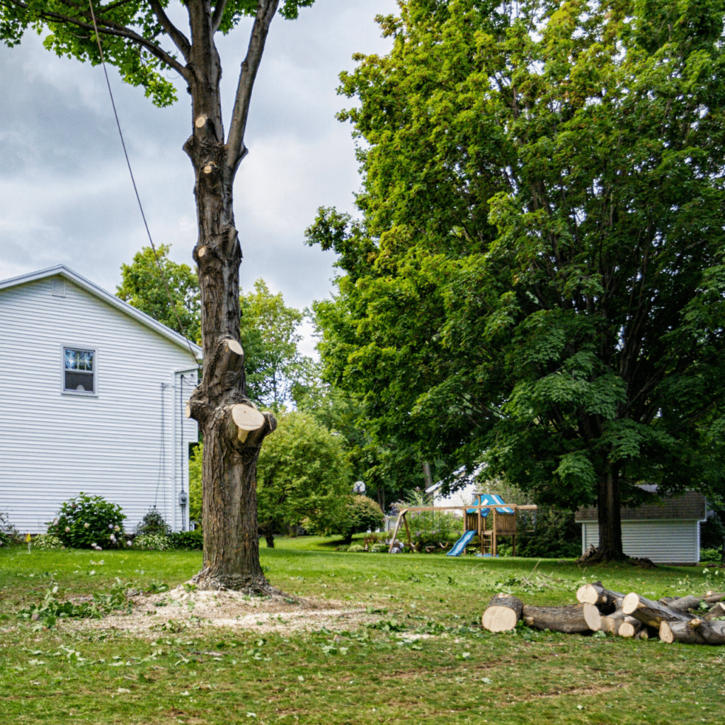 Tree Removal Elion Tree Service Oklahoma