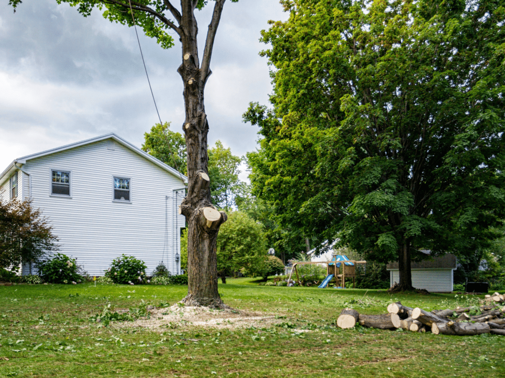 Tree Removal Elion Tree Service Oklahoma Landscape