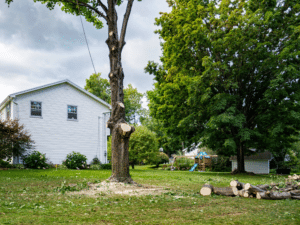 Tree Removal Elion Tree Service Oklahoma Landscape