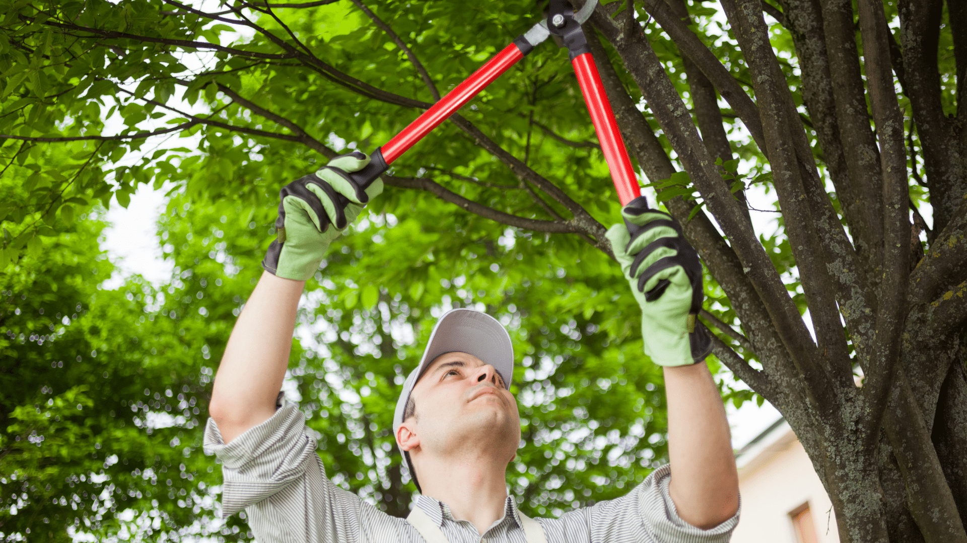 Elion Landscaping Tree Trimming