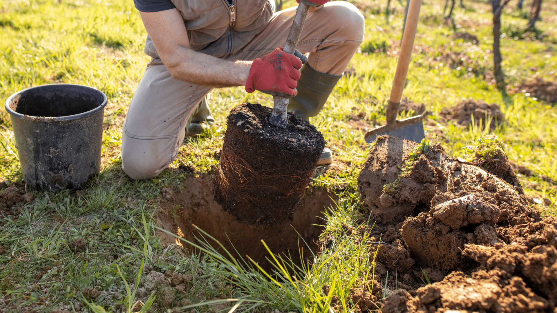 Elion Landscaping and Tree Planting Services Care Oklahoma