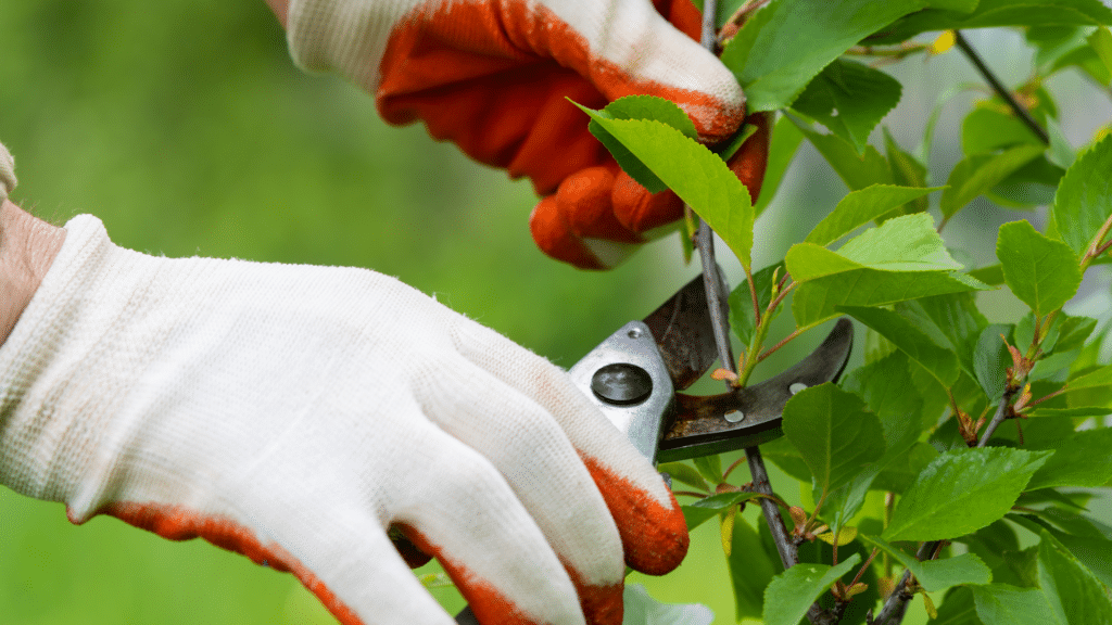 Elion Landscaping and Tree Services Pruning Care Oklahoma