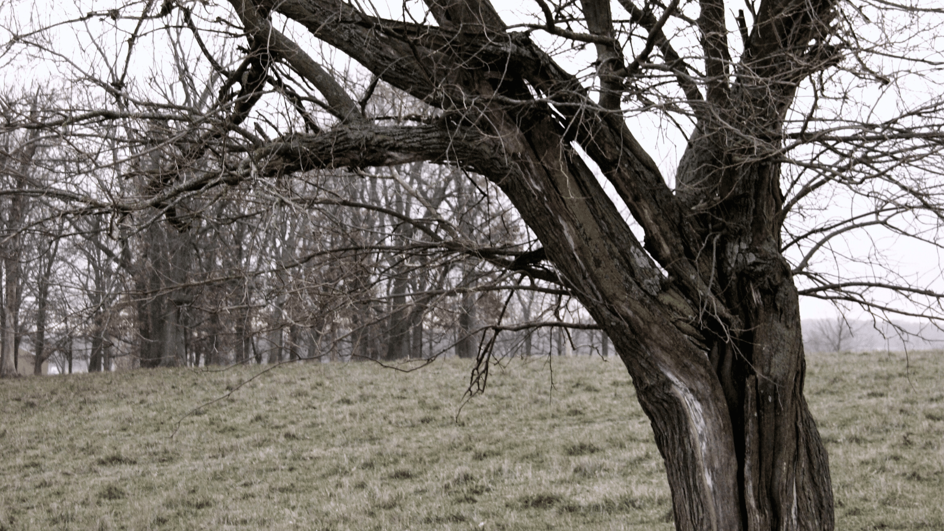 When Should You Consider Removing an Old Tree Elion Landscaping Tree Service