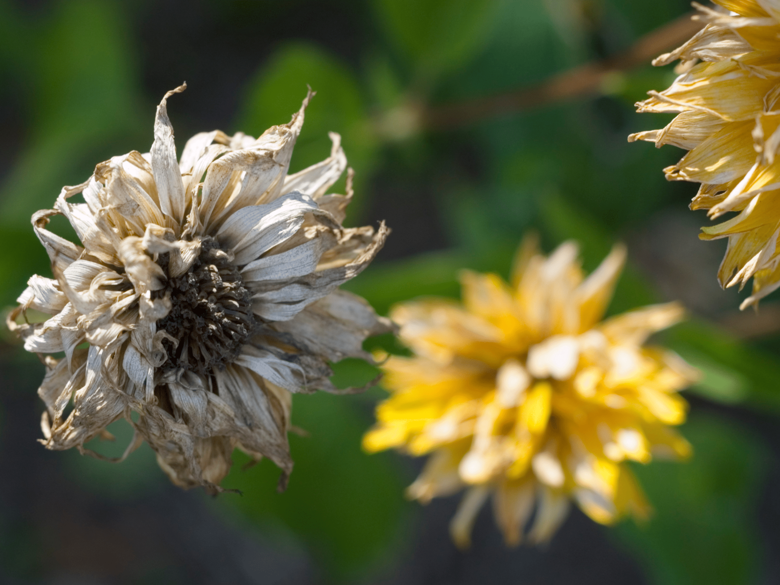 Dying Ornamental Plants Elion Landscaping Tree Service
