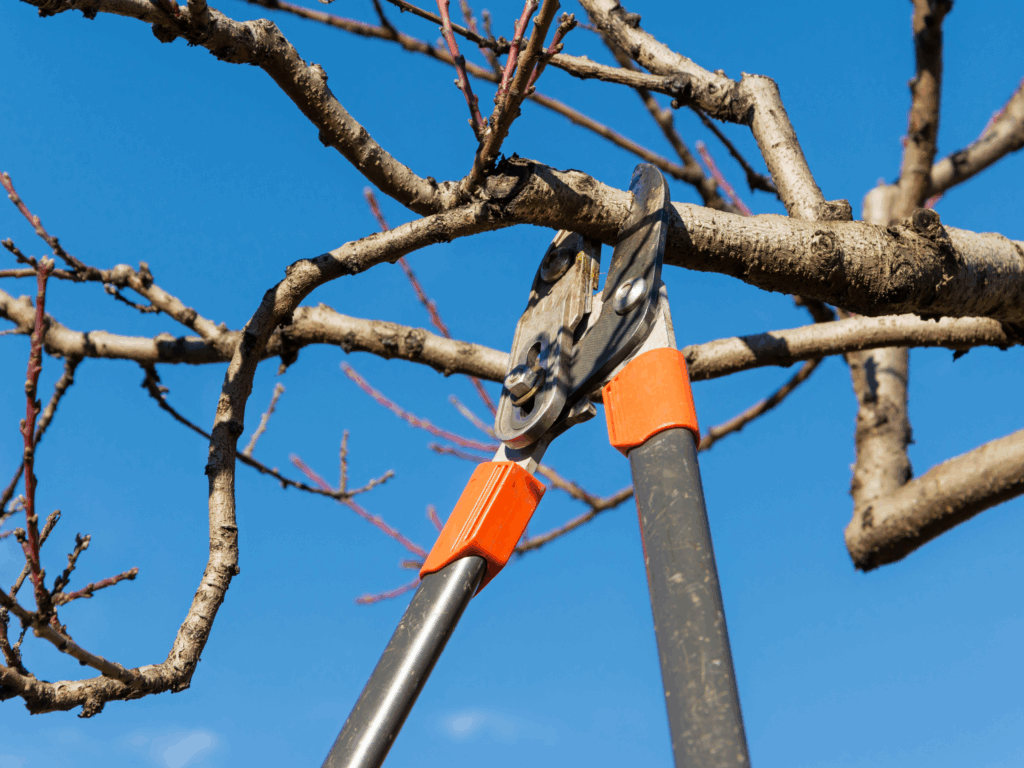 Fall Tree Trimming & Pruning Oklahoma Elion Landscaping Tree Service