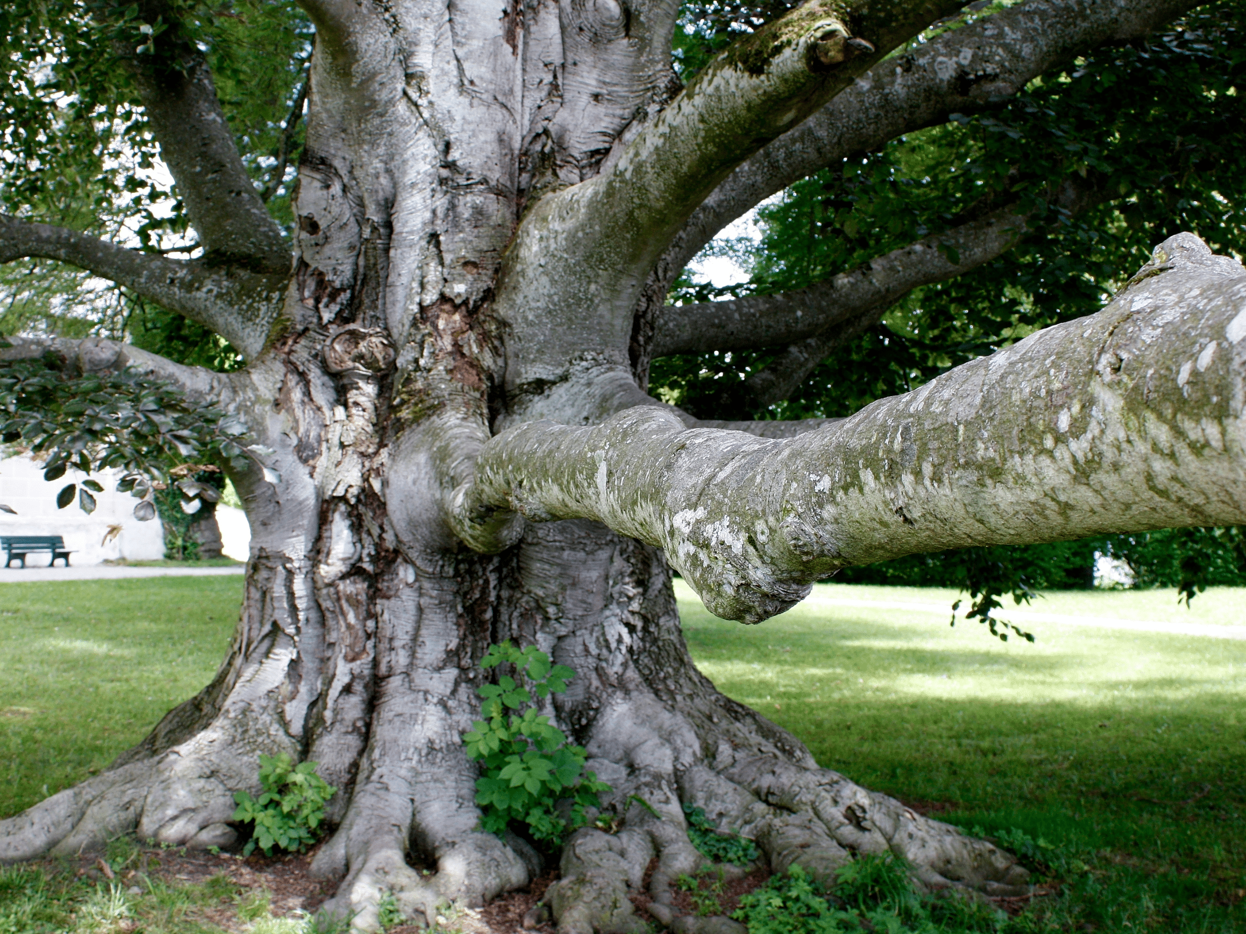 Holes Decay Elion Landscaping Tree Service