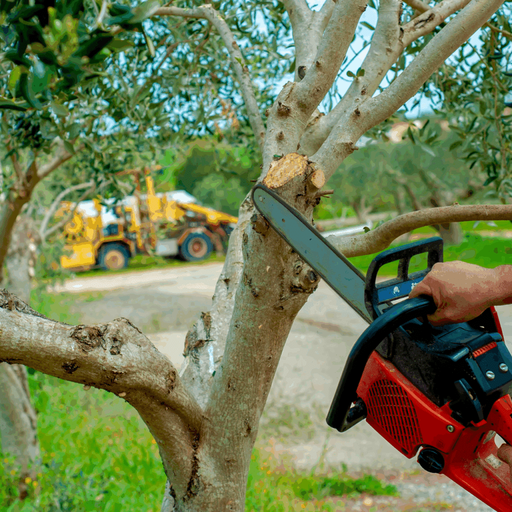 Local Chainsaw Tree Trimming & Pruning Oklahoma Elion Landscaping Tree Service