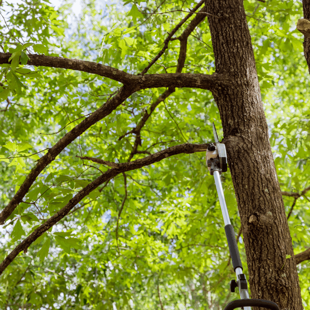 Local Oak Tree Trimming & Pruning Oklahoma Elion Landscaping Tree Service