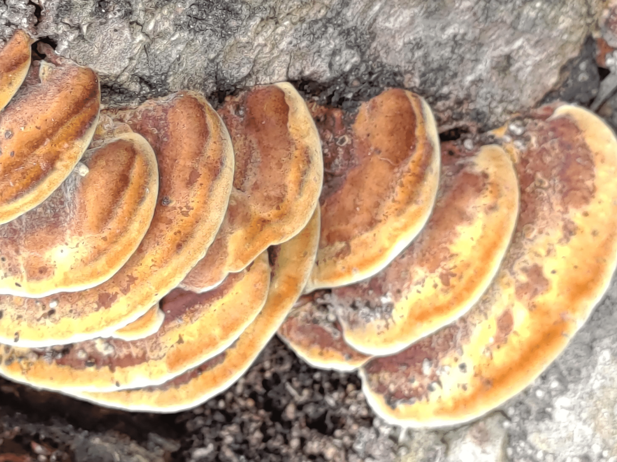 Mushrooms or Conks Elion Landscaping Tree Service