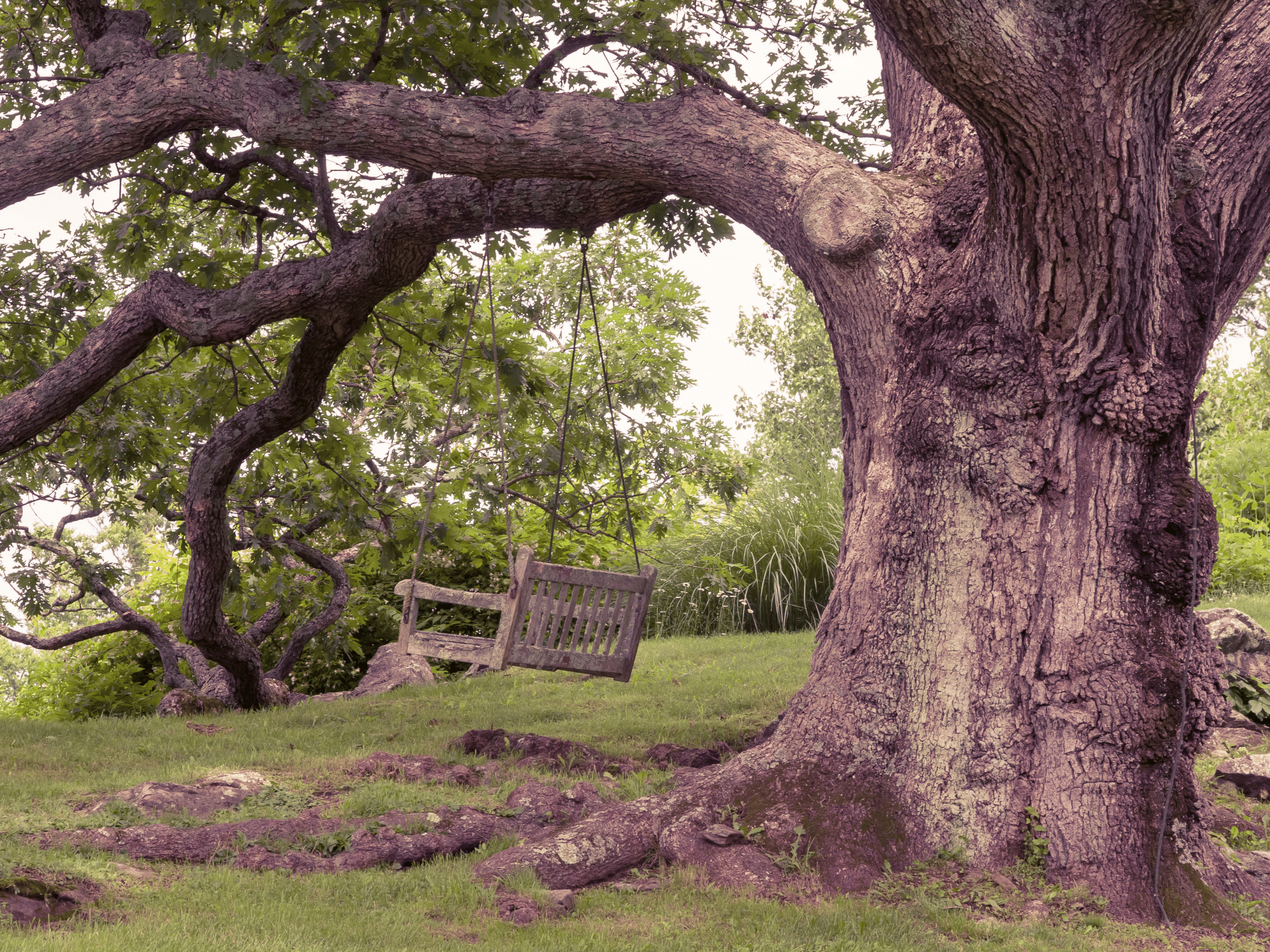 Shifting Soil Oklahoma Tree Removal Elion Landscaping Tree Service
