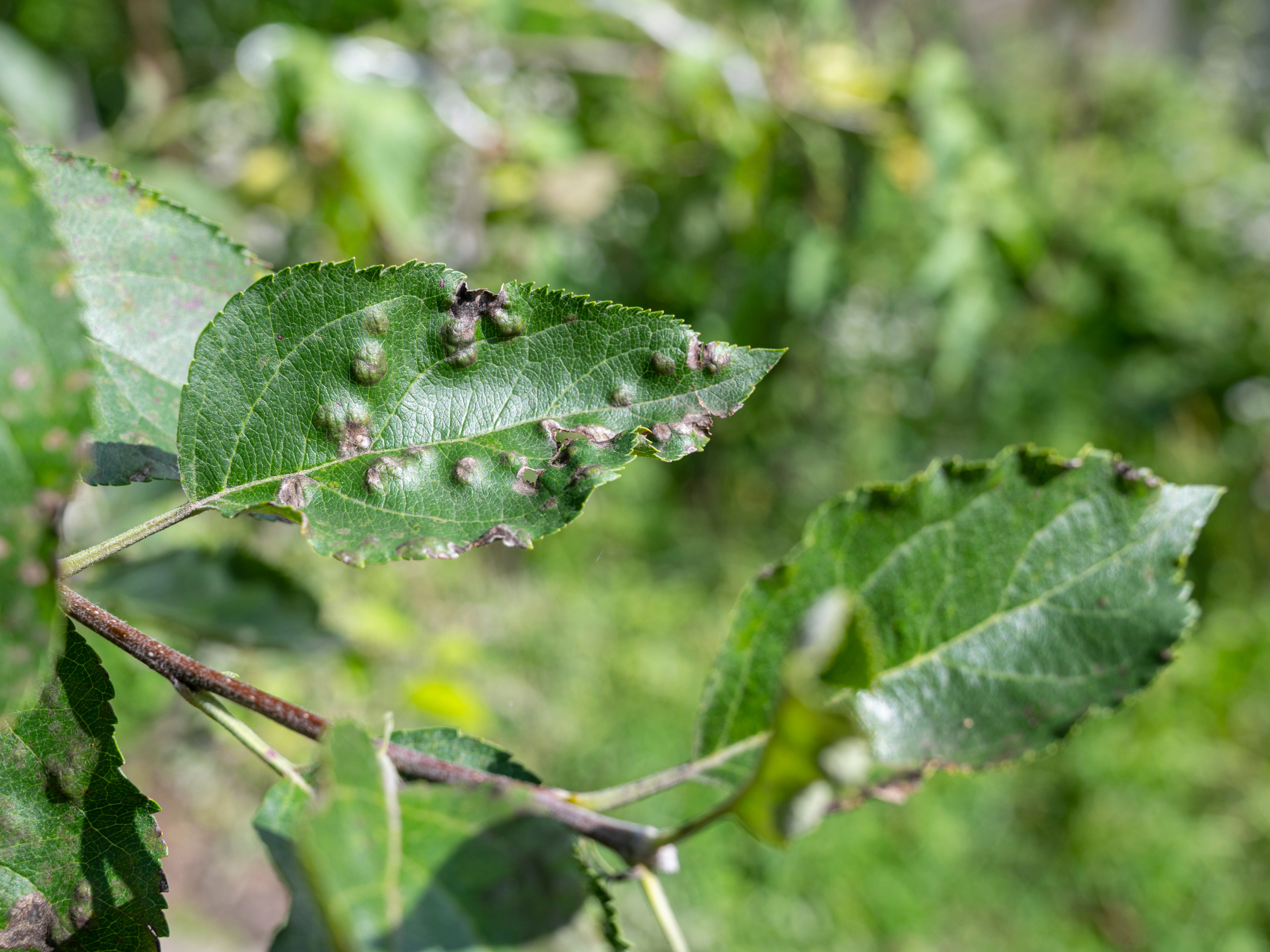 Spots or Blotches on Leaves Elion Landscaping Tree Service