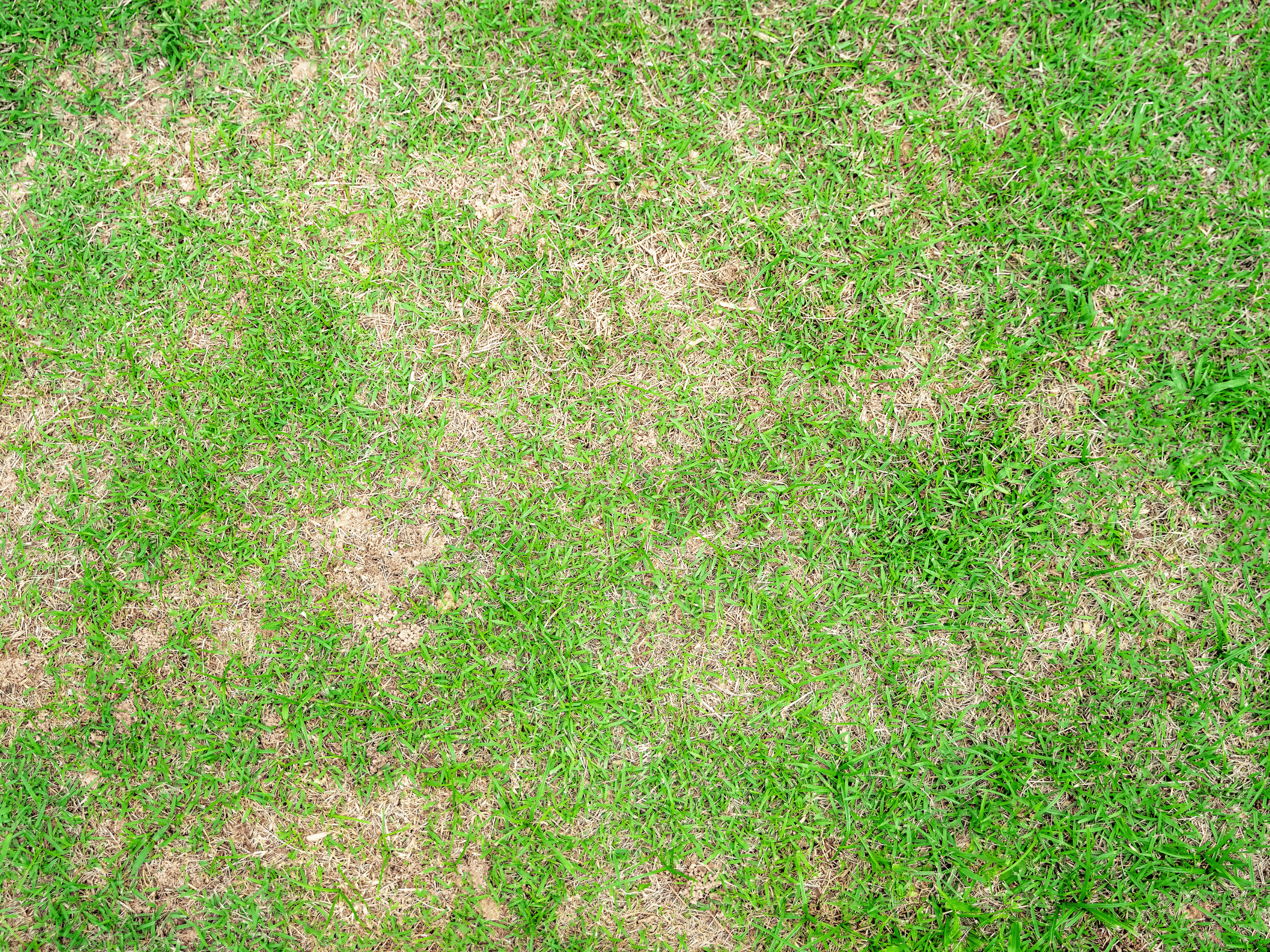 brown grass Elion Landscaping Tree Service