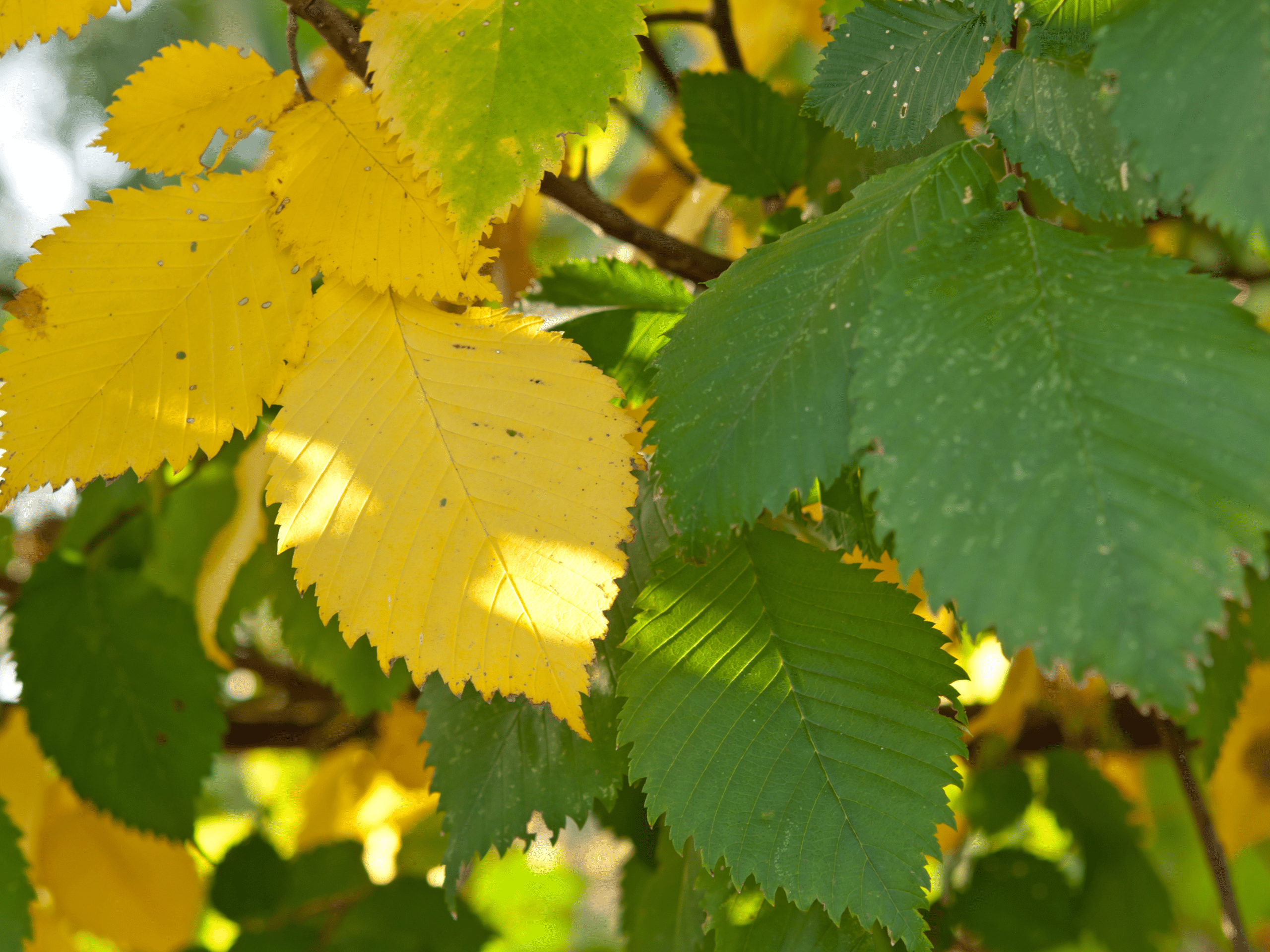 premature leaf drop Elion Landscaping Tree Service