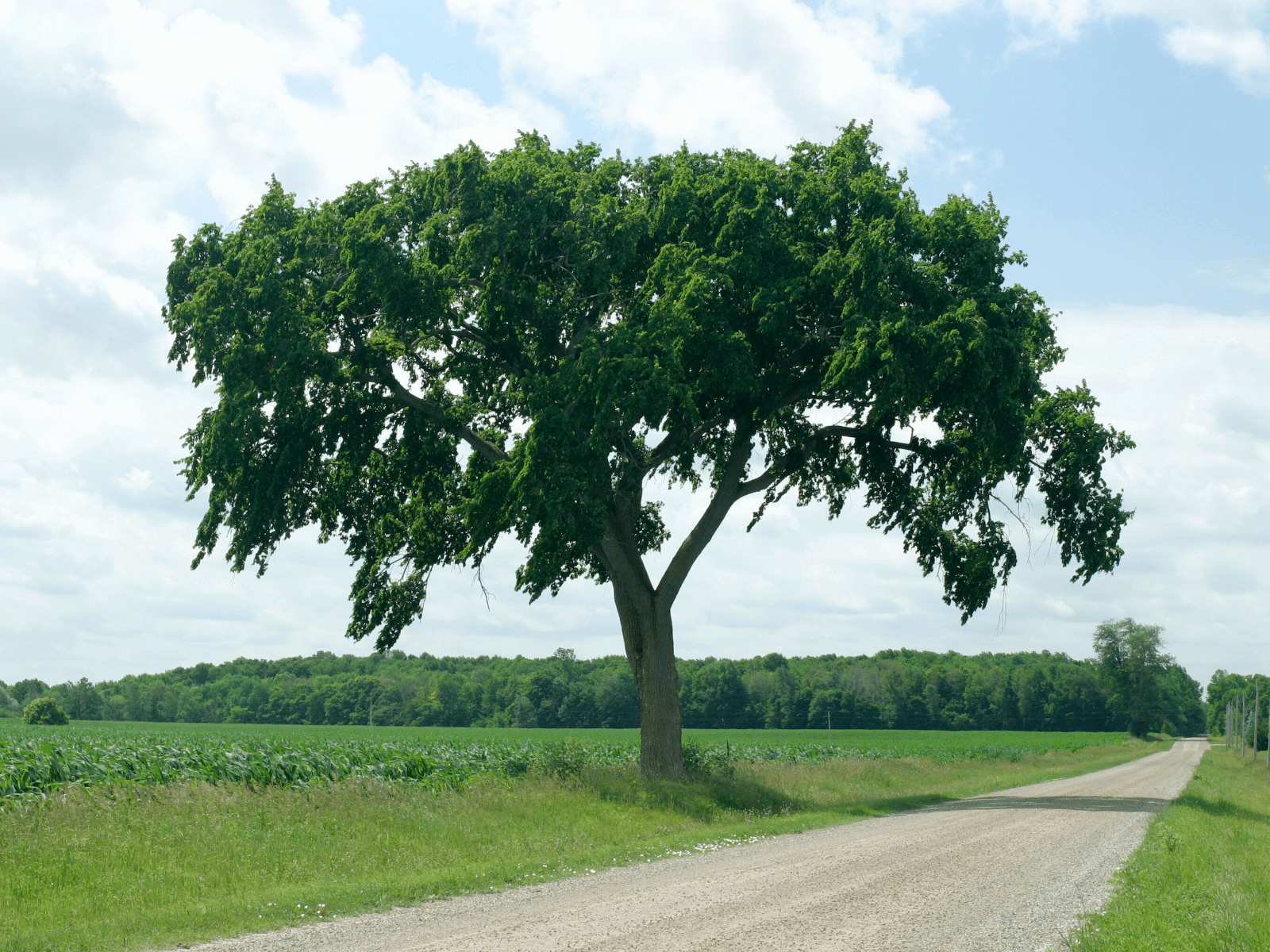Elion Landscaping and Tree Service American Elm Tree