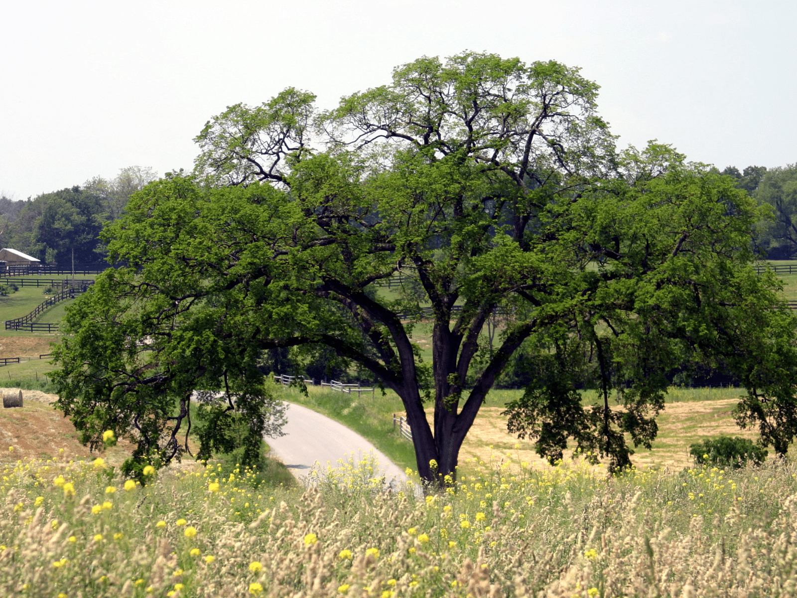 Elion Landscaping and Tree Service Elm Tree Maintenance
