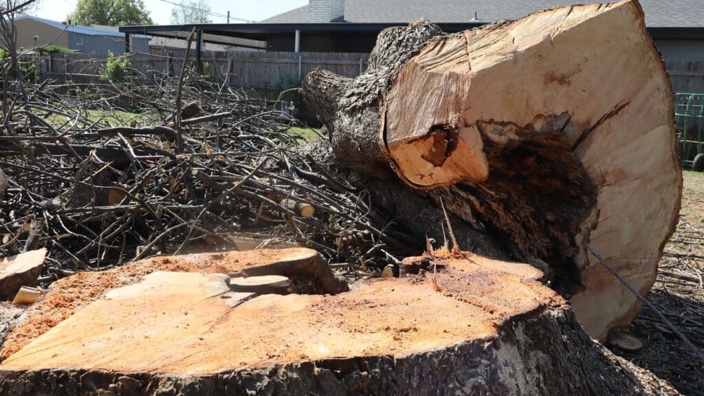 Elion Landscaping and Tree Service Tree Removal
