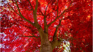 Elion Landscaping and Tree Service Caring for Red Maple Trees Near You