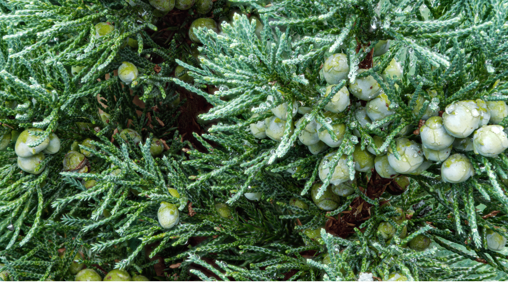 Eastern Redcedar Up Close with Cones Elion Landscaping and Tree Service