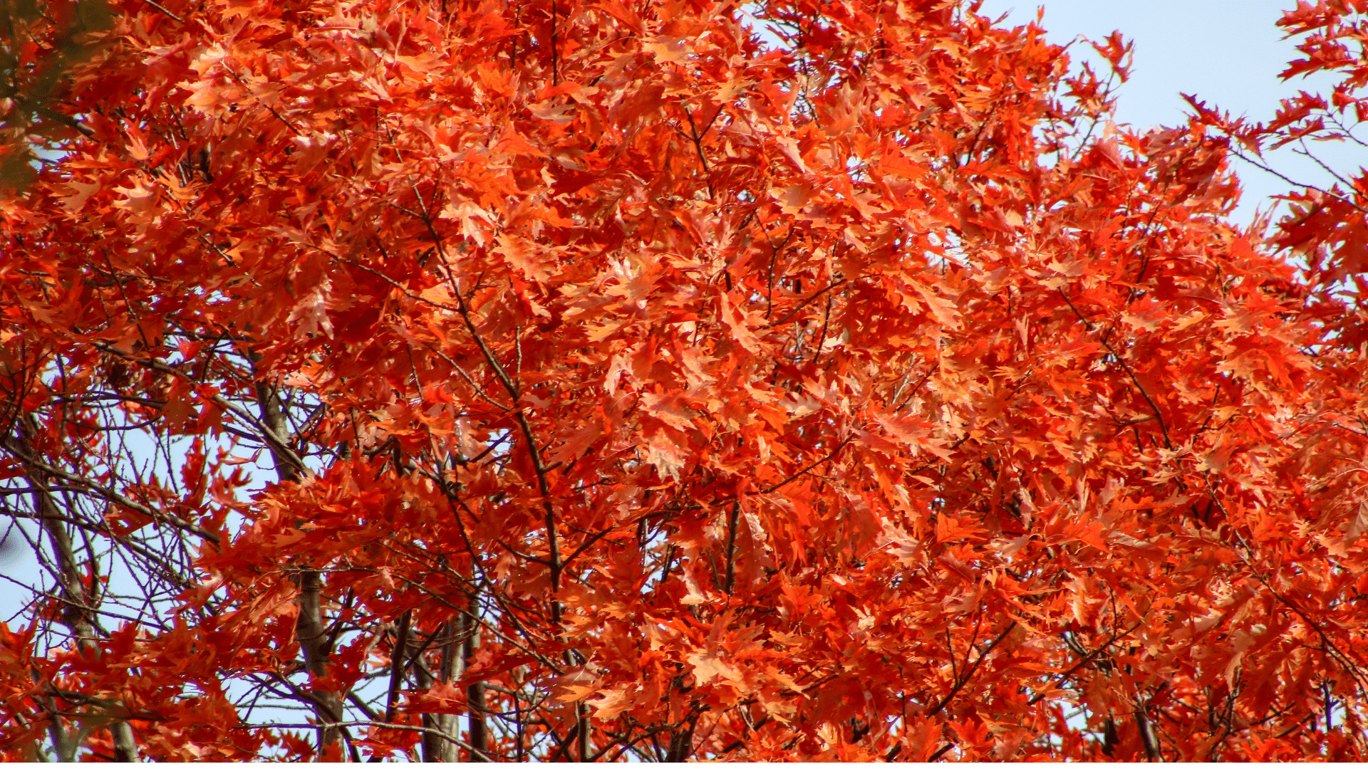 Red Maple Tree Up Close with Blazing Red Leaves Elion Landscaping and Tree Service