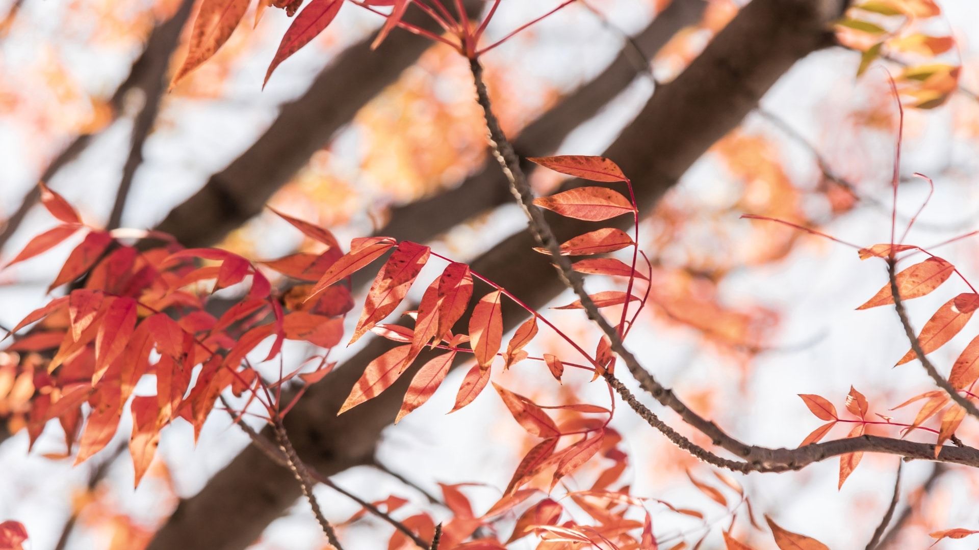 Oklahoma-City-Tree-Species-We-Care-For-Chinese-Pistache-Tree-Elion-Landscaping-Tree-Service-OK