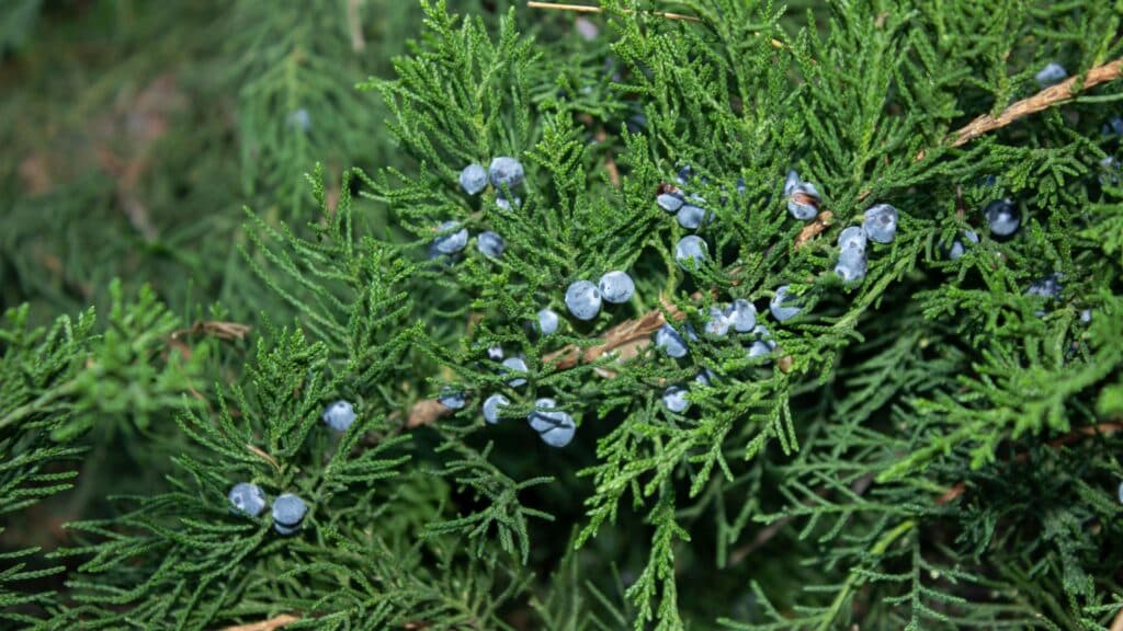 Oklahoma-City-Tree-Species-We-Care-For-Eastern-Red-Cedar-Elion-Landscaping-Tree-Service-OK