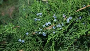 Oklahoma-City-Tree-Species-We-Care-For-Eastern-Red-Cedar-Elion-Landscaping-Tree-Service-OK