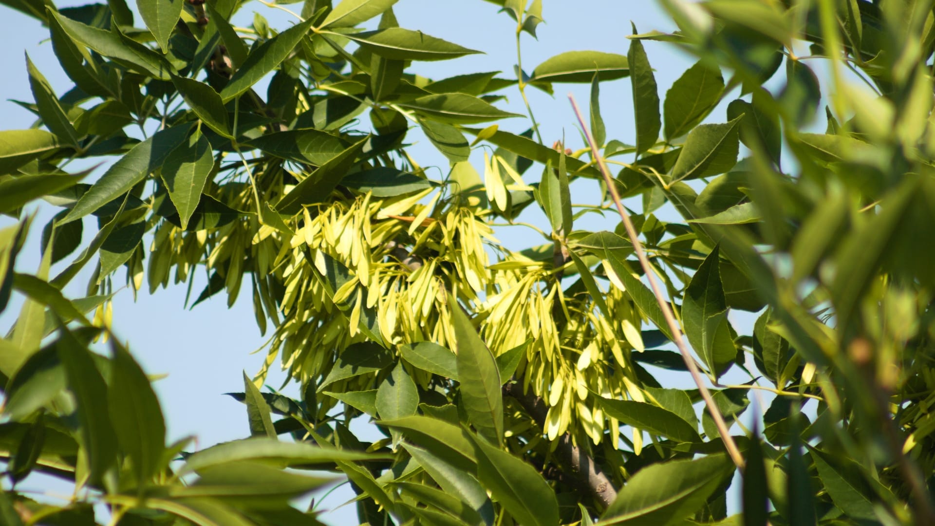 Oklahoma-City-Tree-Species-We-Care-For-Green-Ash-Tree-Elion-Landscaping-Tree-Service-OK
