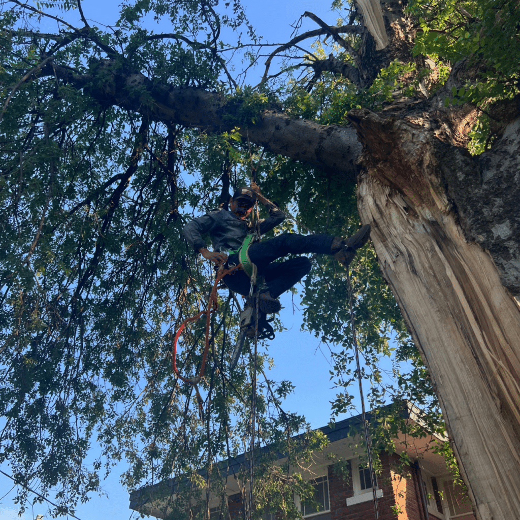 Tree Services - Professional Climber Safety - Oklahoma Elion Landscaping & Tree Service