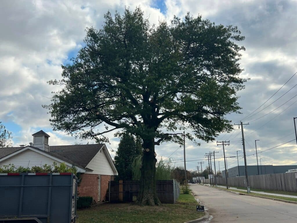 Tree Services Project After Results - Oklahoma - Elion Landscaping & Tree Service