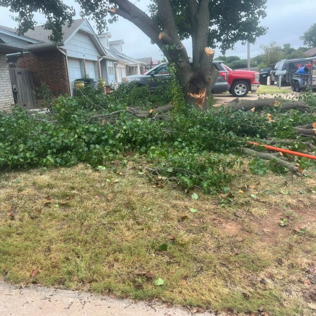 Tree Trimming and Pruning Tree Services - Oklahoma - Elion Landscaping & Tree Service