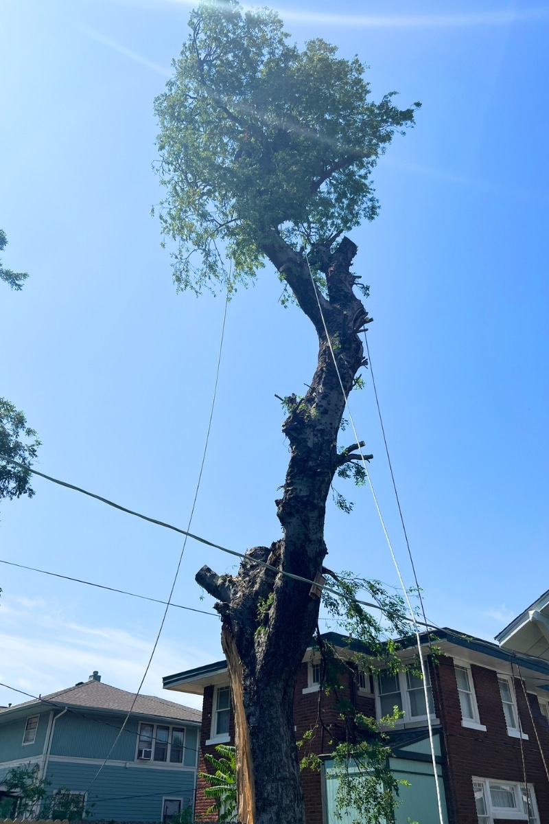 Elion Tree Service Removal - Professional Outdoor Service Cost - Old Large Tree