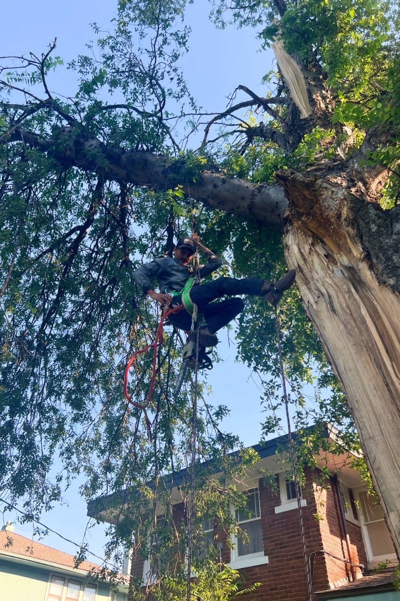 Elion Tree Service - Tree Removal Project - Professional Outdoor Services Pricing