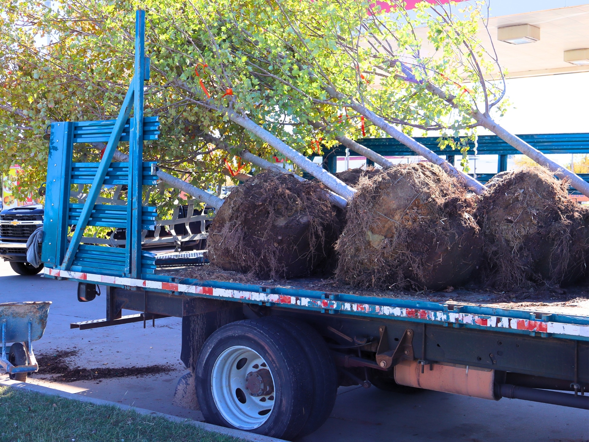 Local Municipalities Tree Planting - Oklahoma - Elion Landscaping & Tree Service
