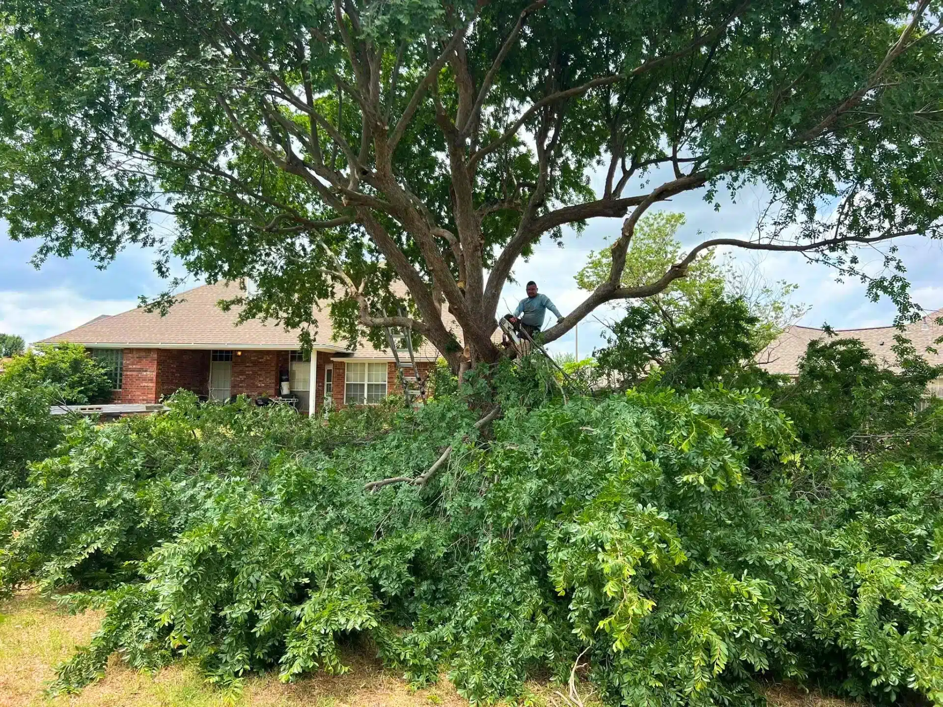 Local Tree Trimming Project Oklahoma Elion Landscaping Tree Service.jpg