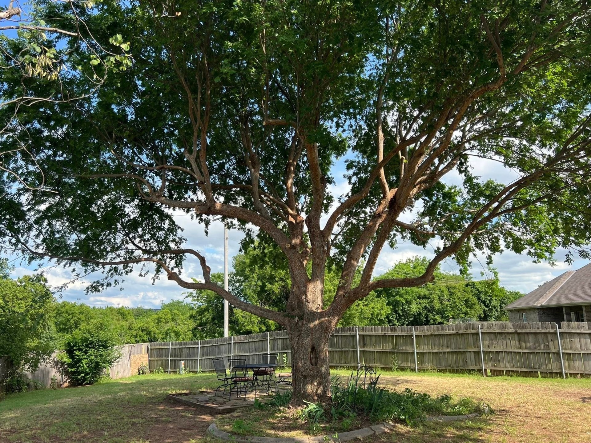 Professional Tree Services - Oklahoma - Elion Landscaping & Tree Service