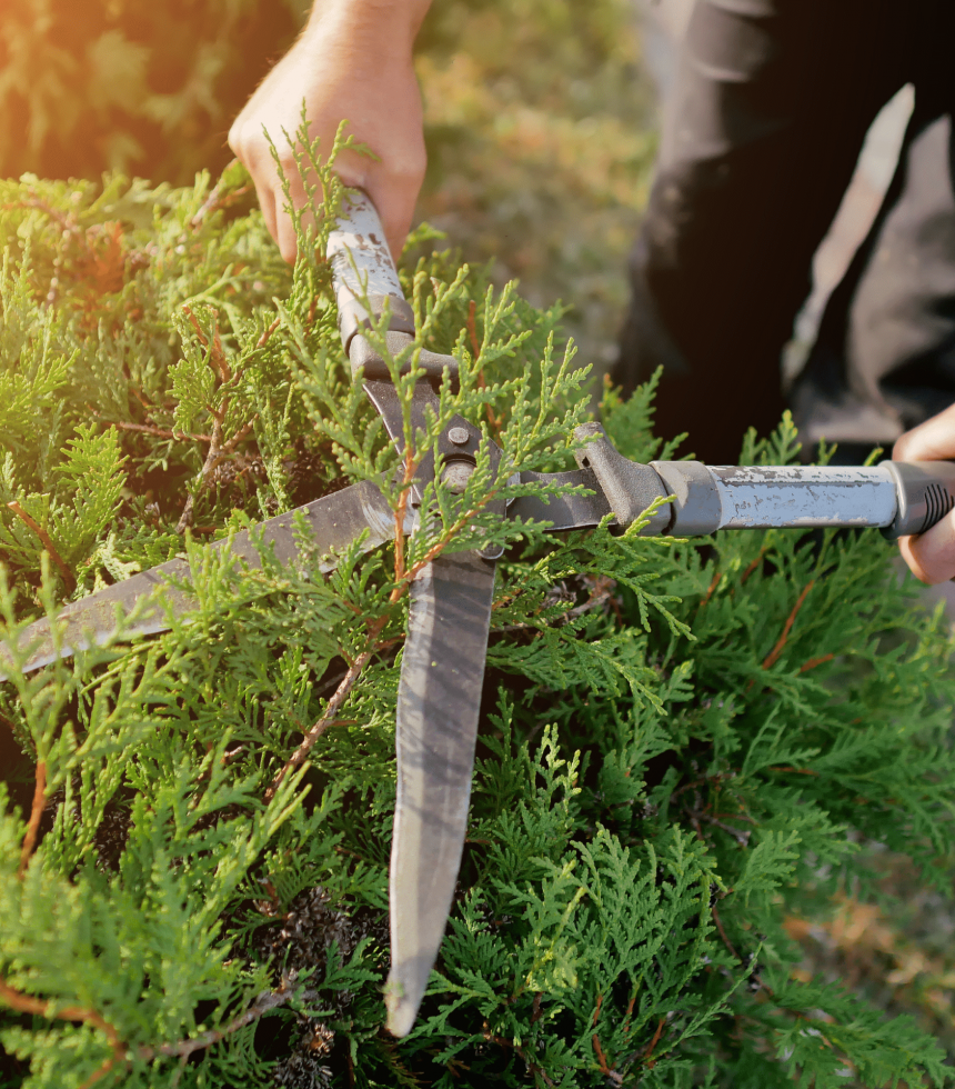 Bush Tree Trimming & Pruning Oklahoma Elion Landscaping Tree Service