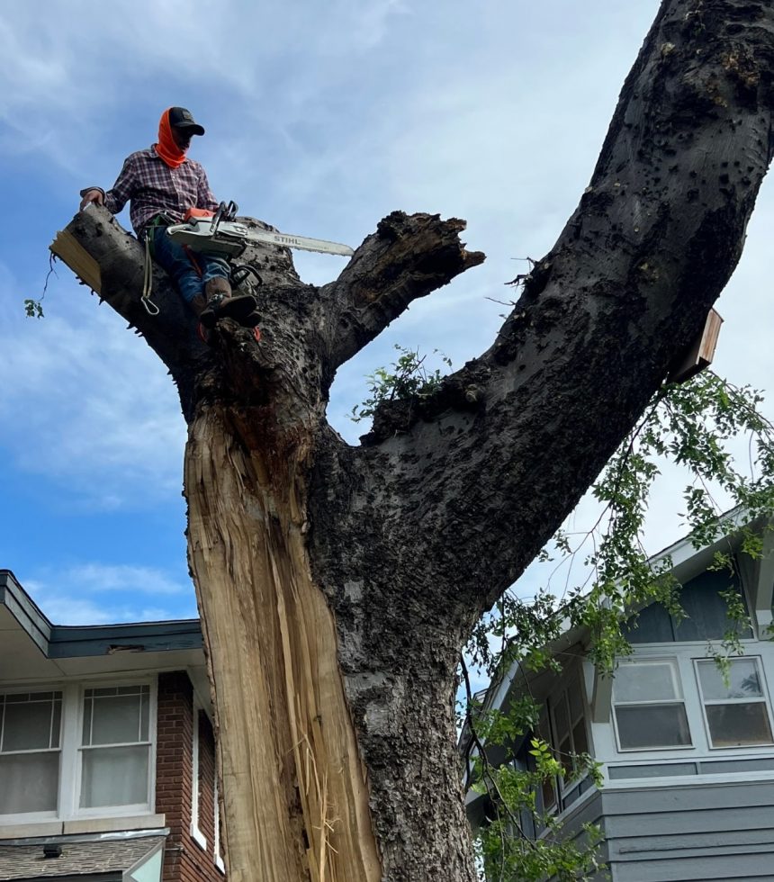 Expert Tree Care and Removal Services - Oklahoma - Elion Landscaping & Tree Service