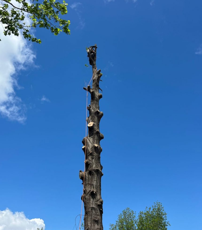 Safe Tree Removal Services - Oklahoma - Elion Landscaping & Tree Service
