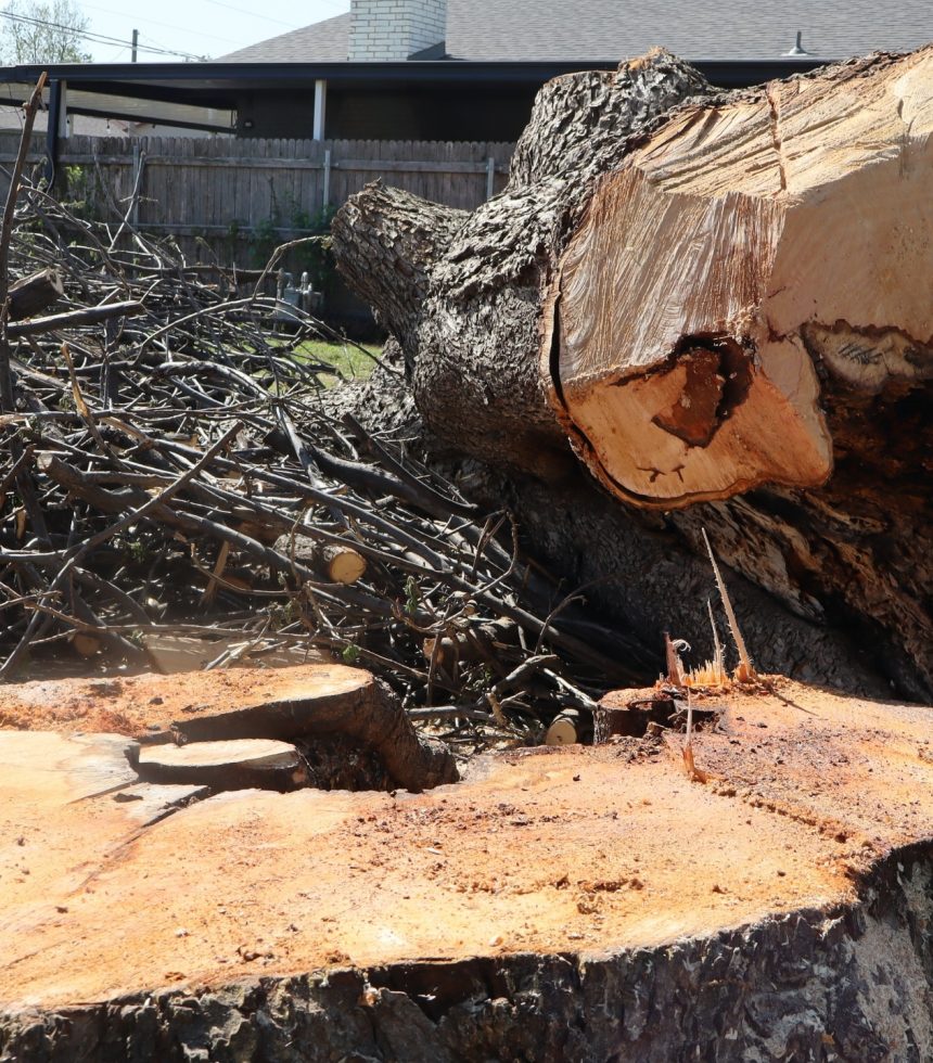 Stump and Tree Removal Services - Oklahoma - Elion Landscaping & Tree Service