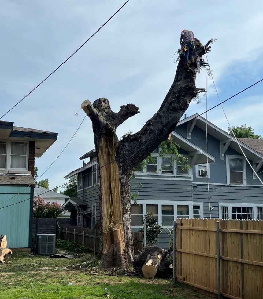 Tree Climber PPE - Tree Removal Services - Oklahoma - Elion Landscaping & Tree Service